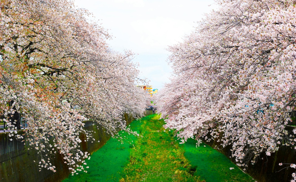 Japan Confirms The Beginning Of Cherry Blossom Aka Sakura Season For 2025