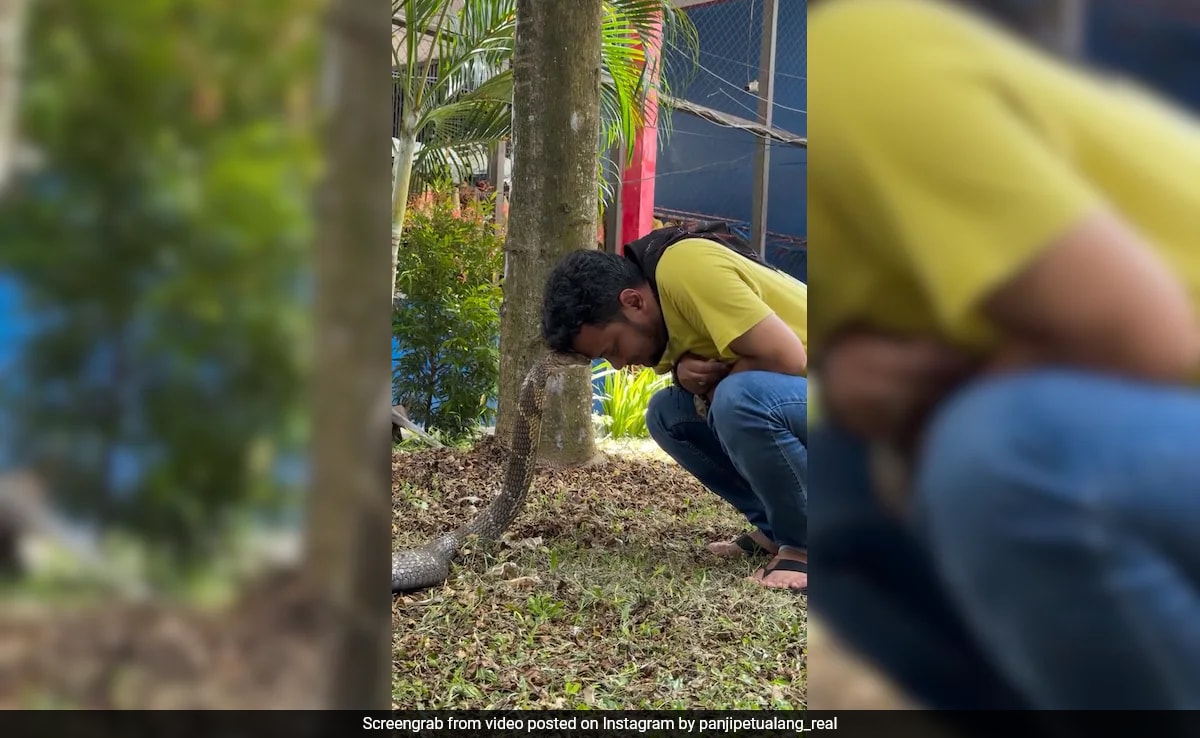 On Camera, Man Calmly Pets Giant Cobra, Leaves Viewers Shocked