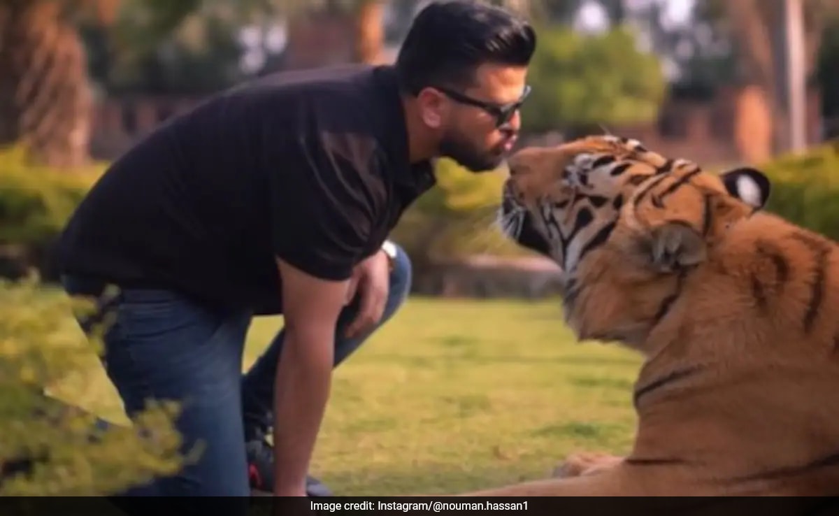 Viral Video Of Pakistani Influencer Kissing Chained Tiger Divides Internet