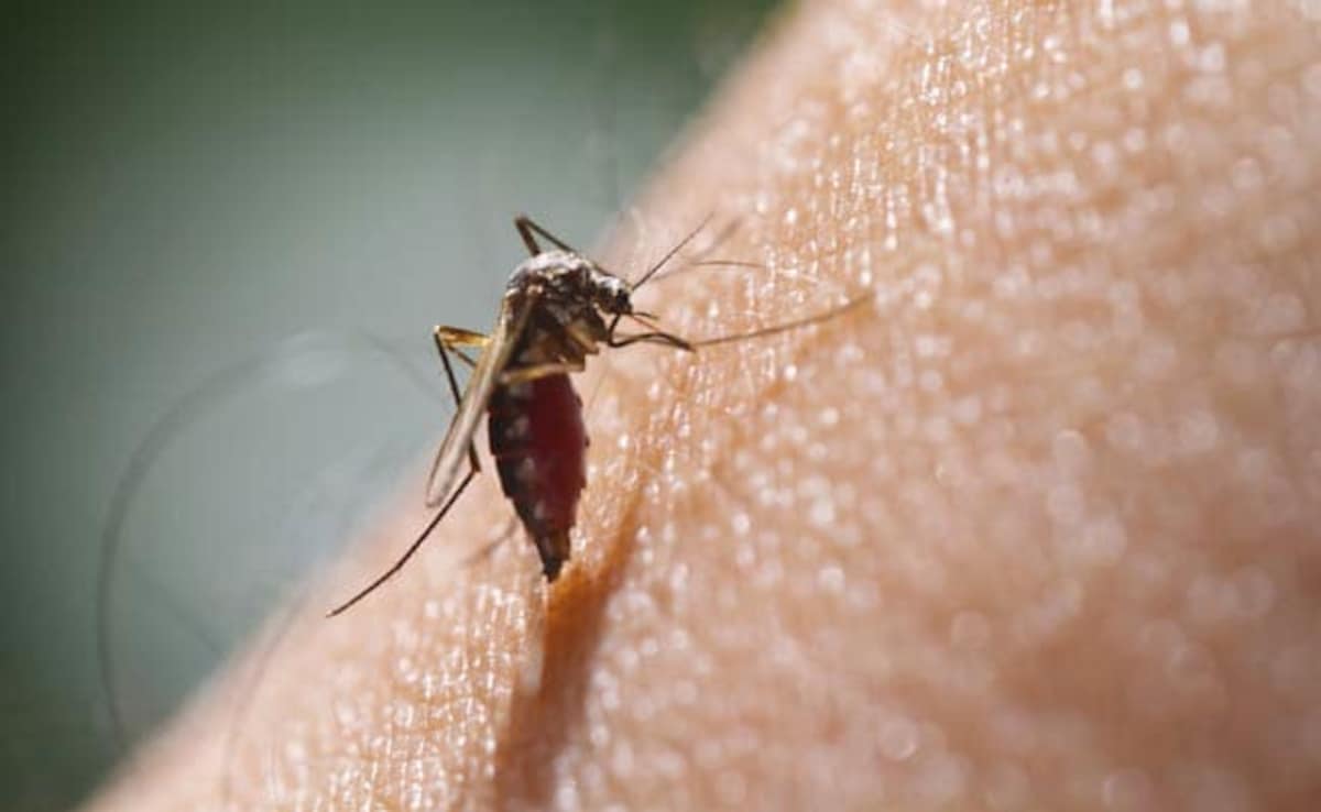 Watch Out For These Malaria Triggers This Summer To Reduce Risk
