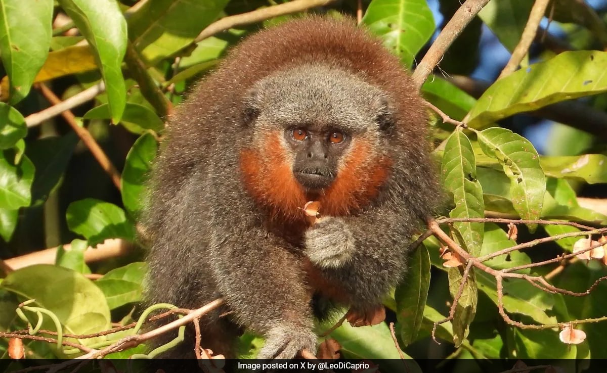 Race To Save The Amazon’s Bushy-Bearded Monkeys